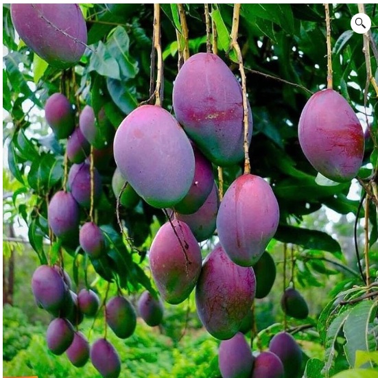 American Red Palmar Mango